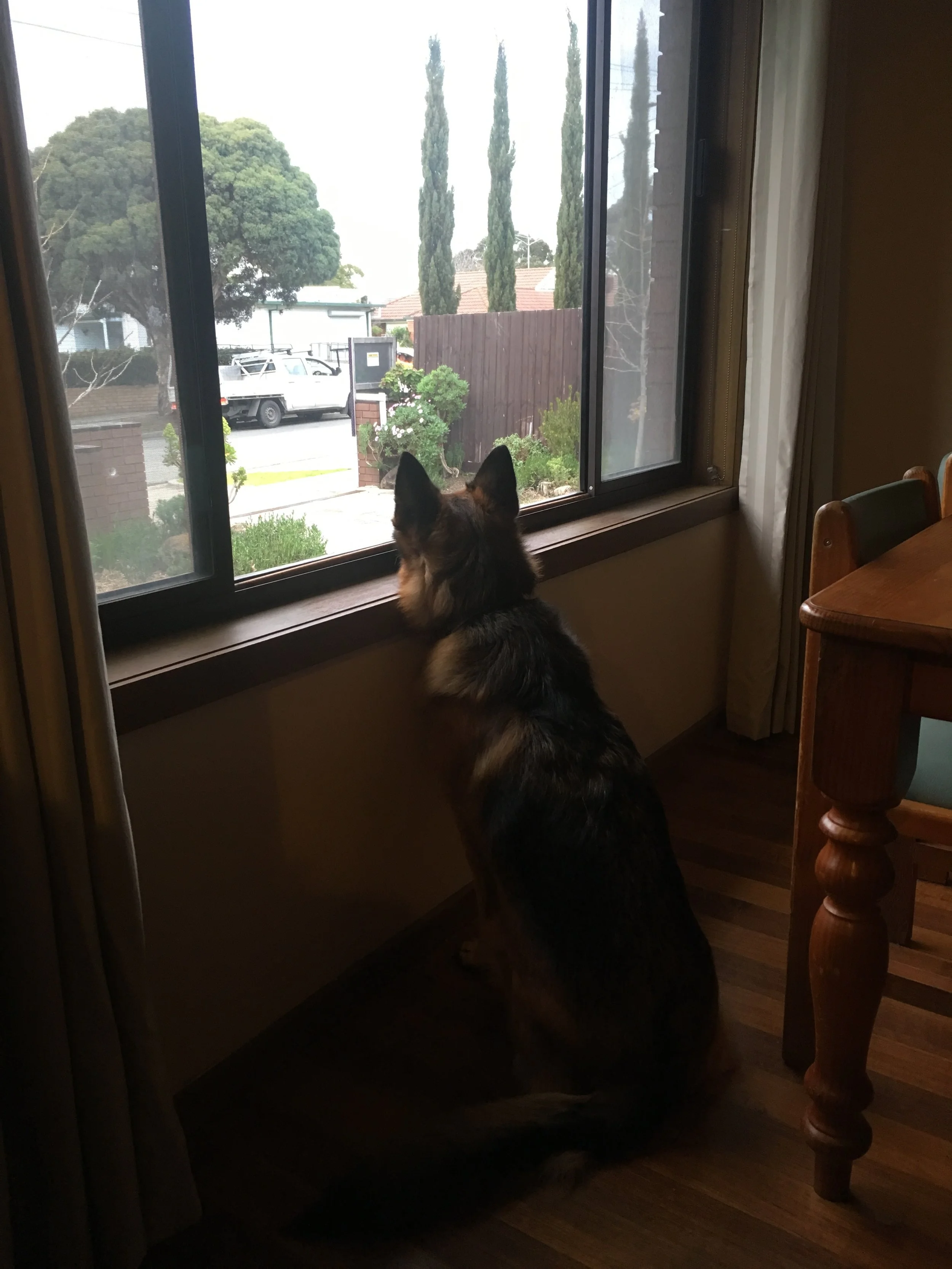 Inca on guard duty at home