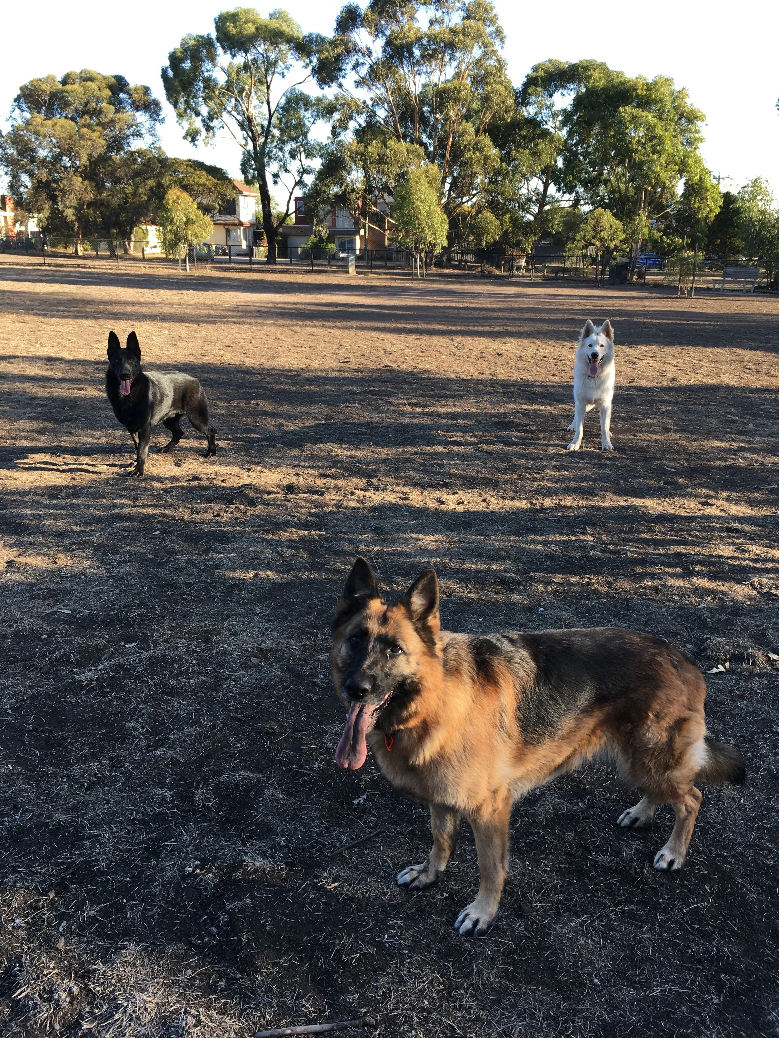 The Holy Trinity of Shepherds - at the dog park