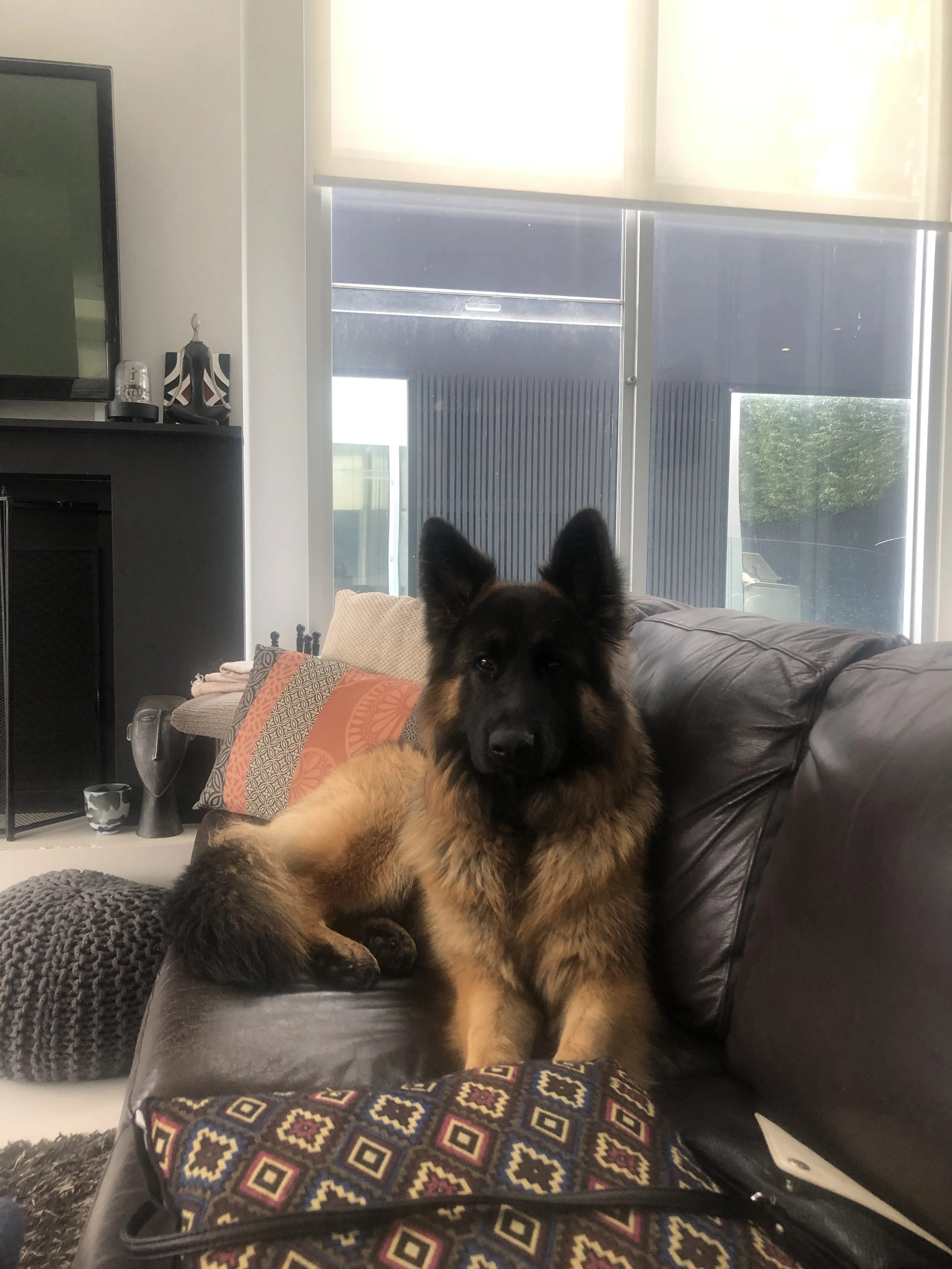 Frankie