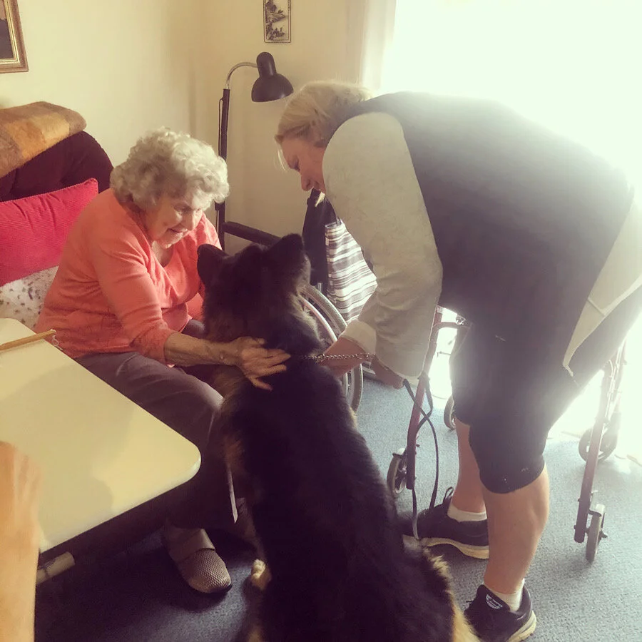 Support Dog Frankie