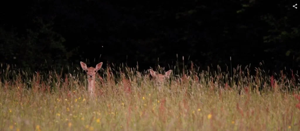 Deer-banner-1024x447.jpg