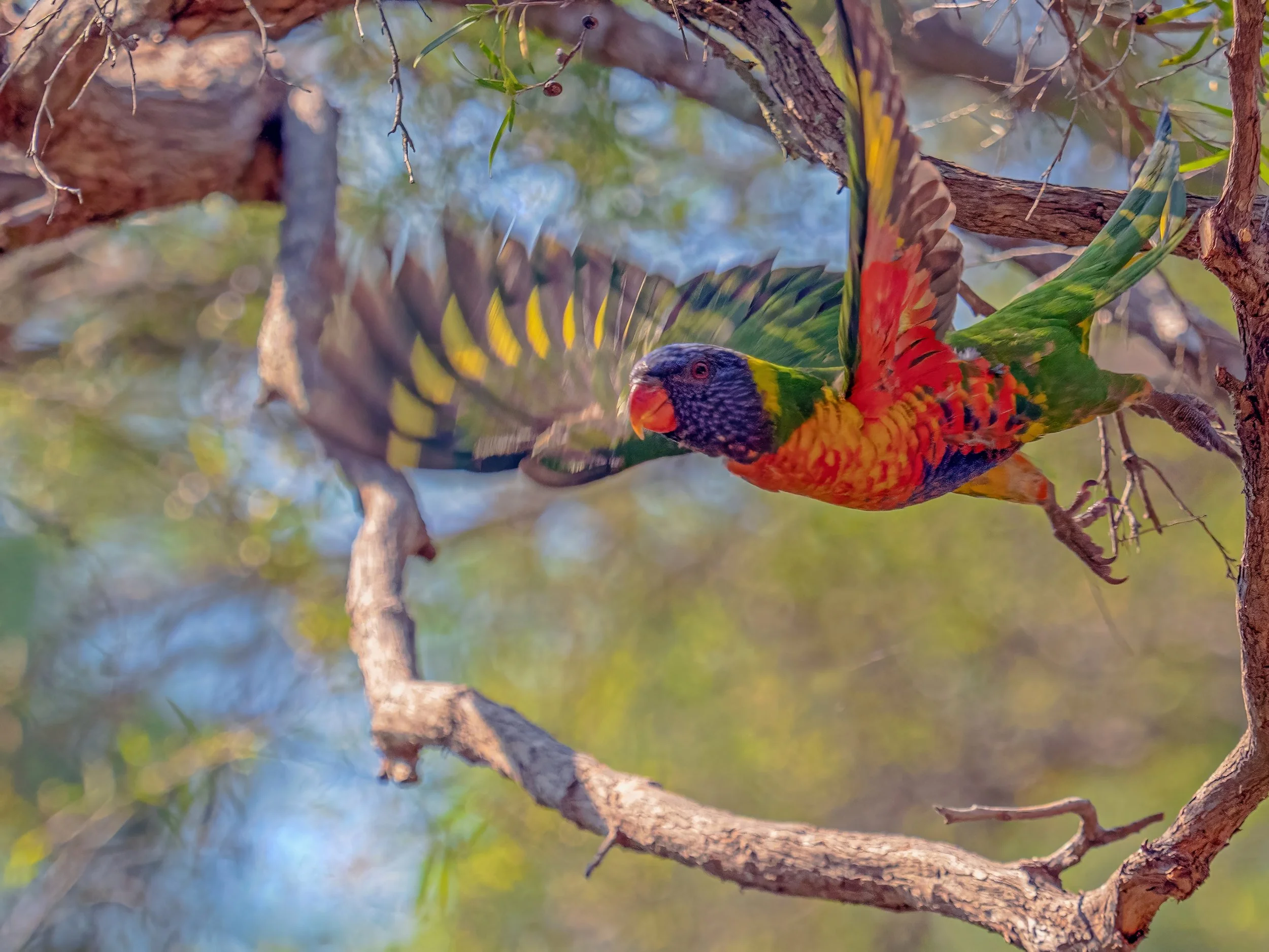 Lorikeet in fire's haze by Ran Fuchs