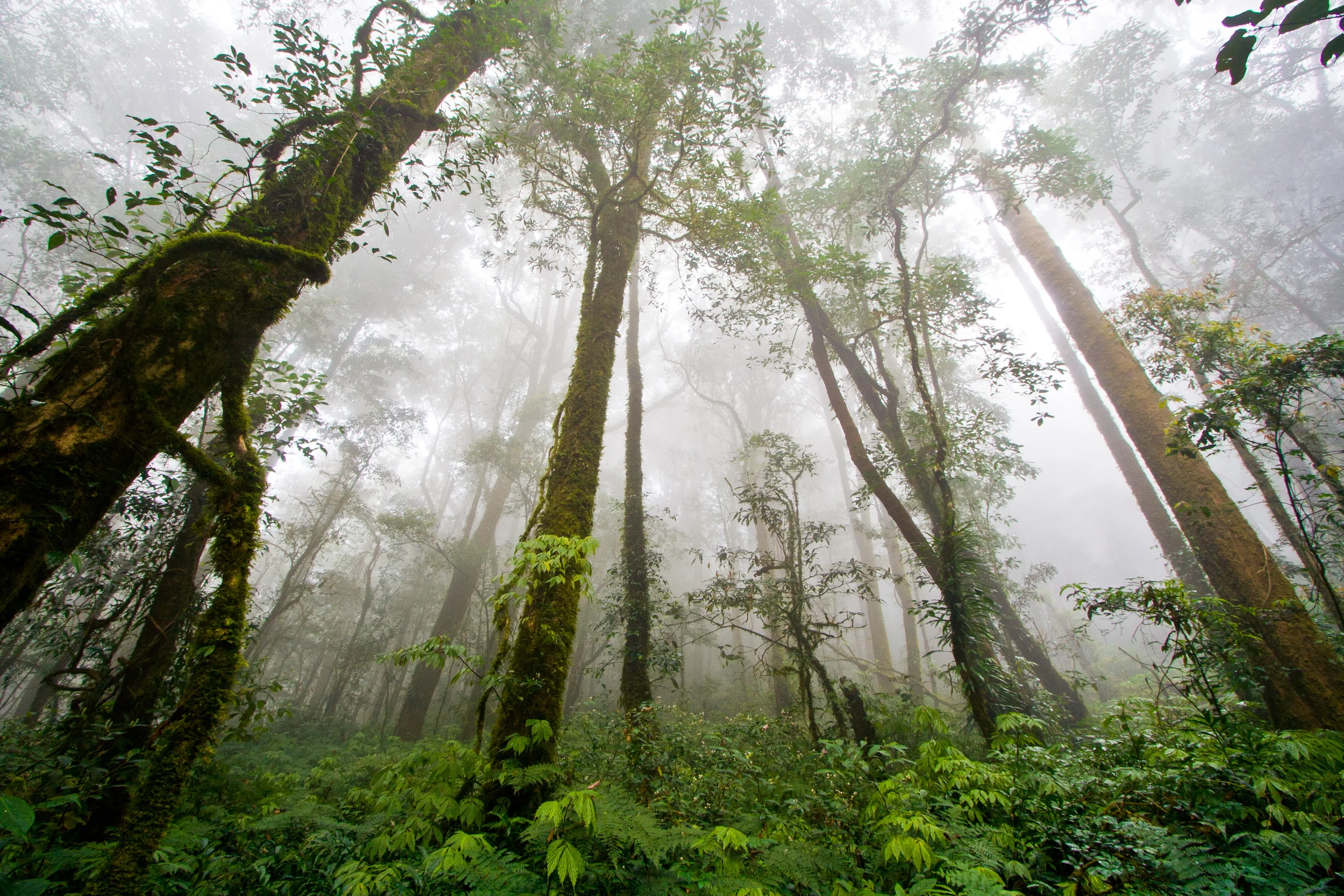 rainforest1.jpg