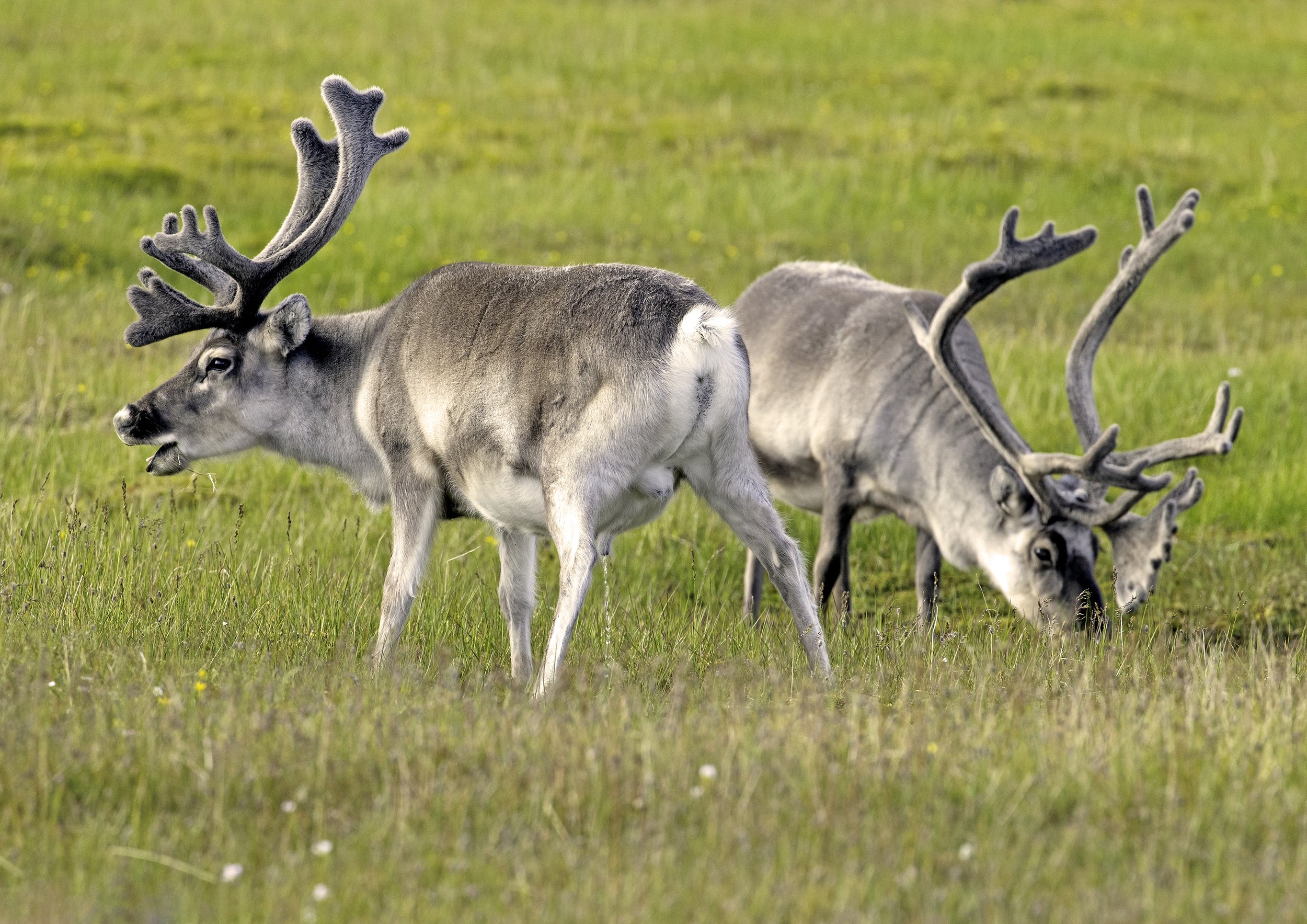 Svalbard reindeer