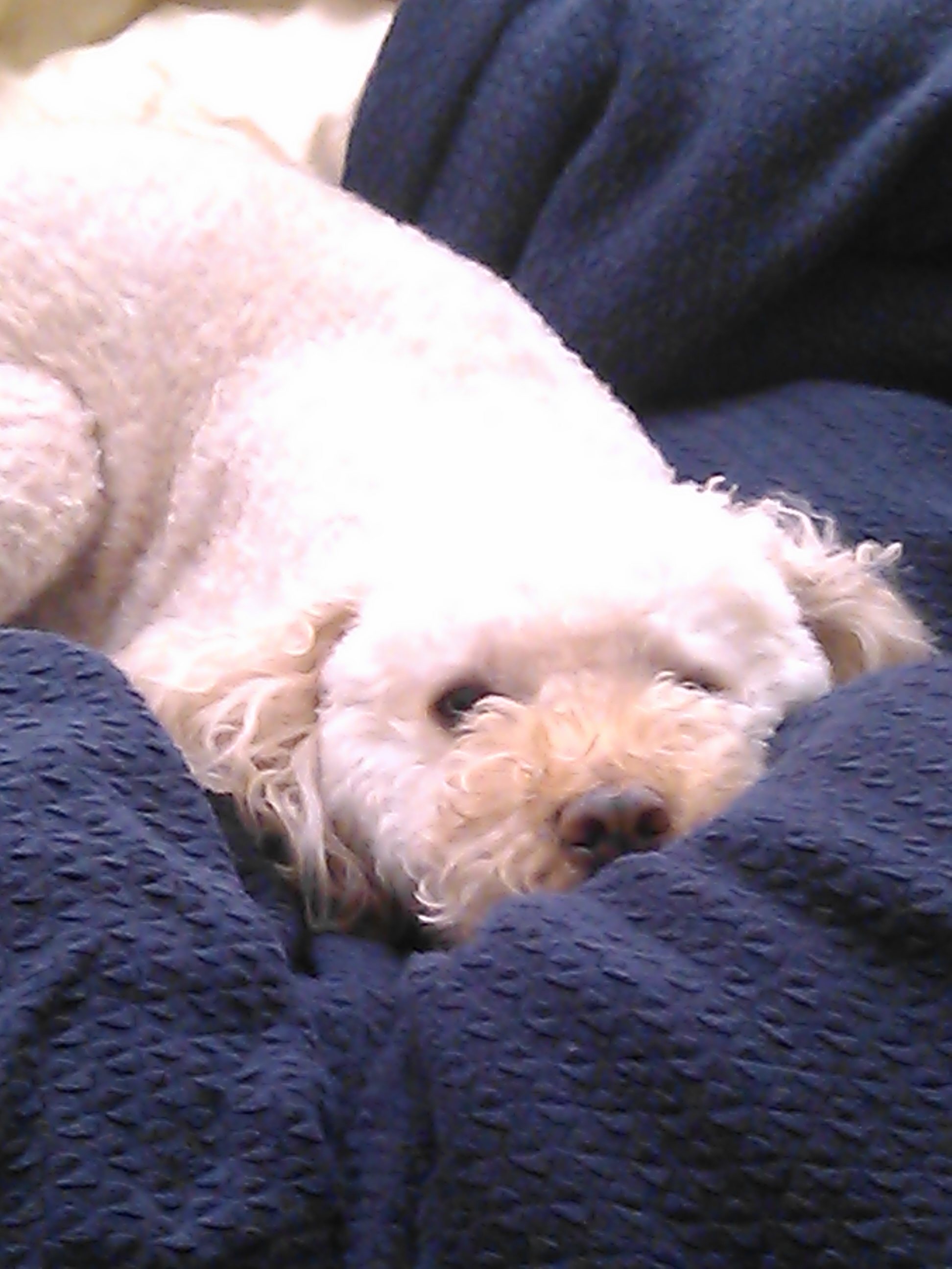 Bentley for blog.jpg