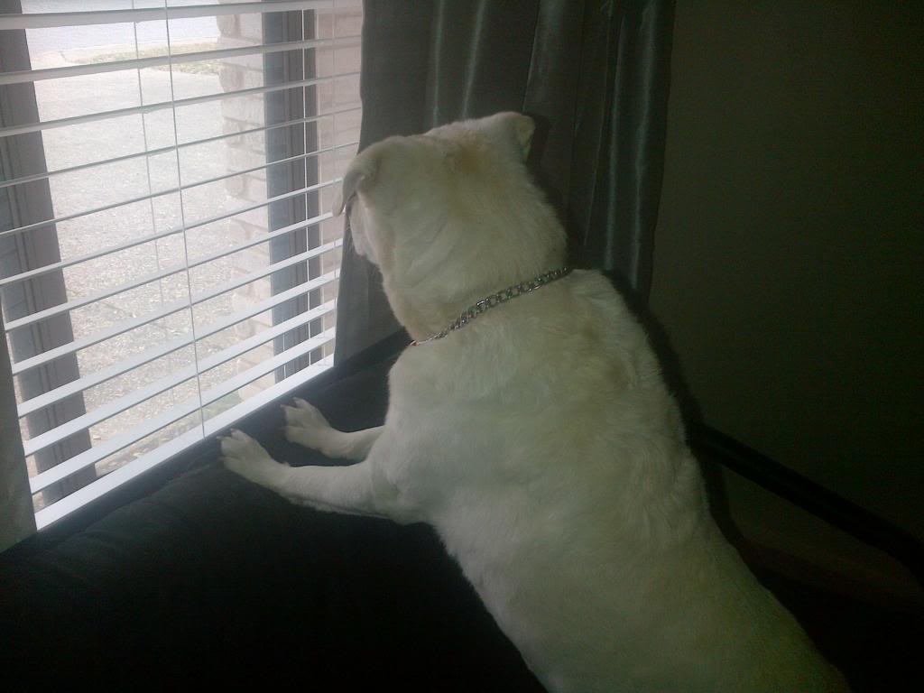 Mickey looking out of window- cute.jpg