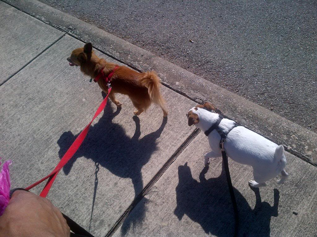 woofie and Duchhess walking- great pic.jpg