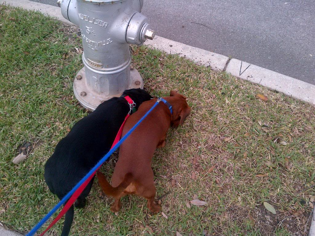max and gracie fire hydrant.png