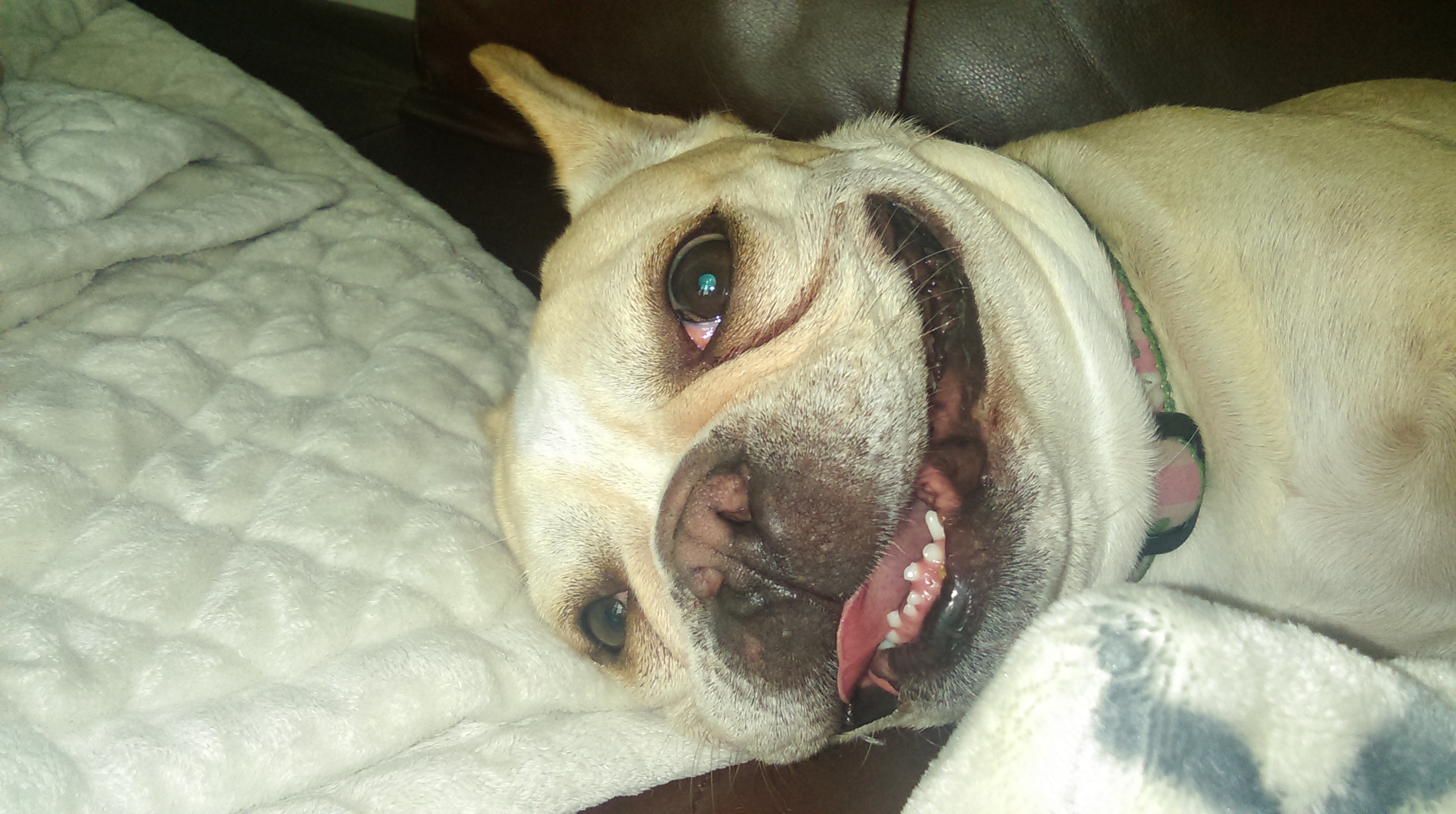 bella.jpg