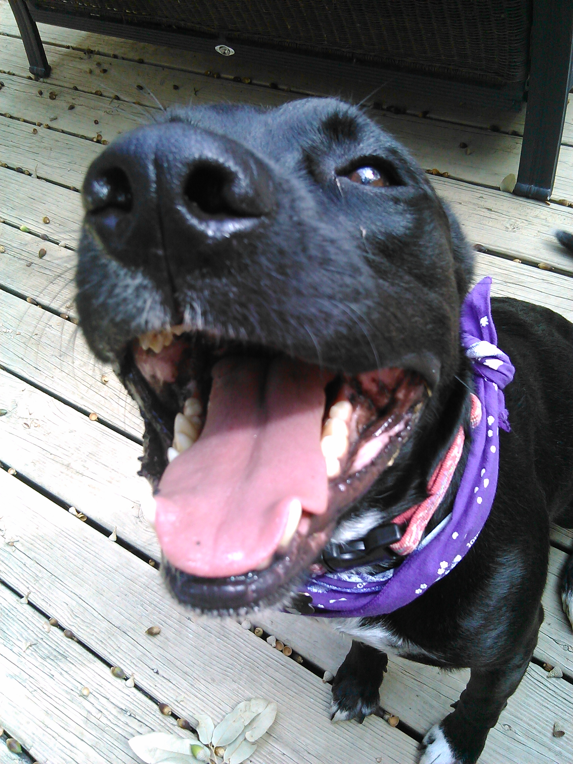 dooley smiling.jpg