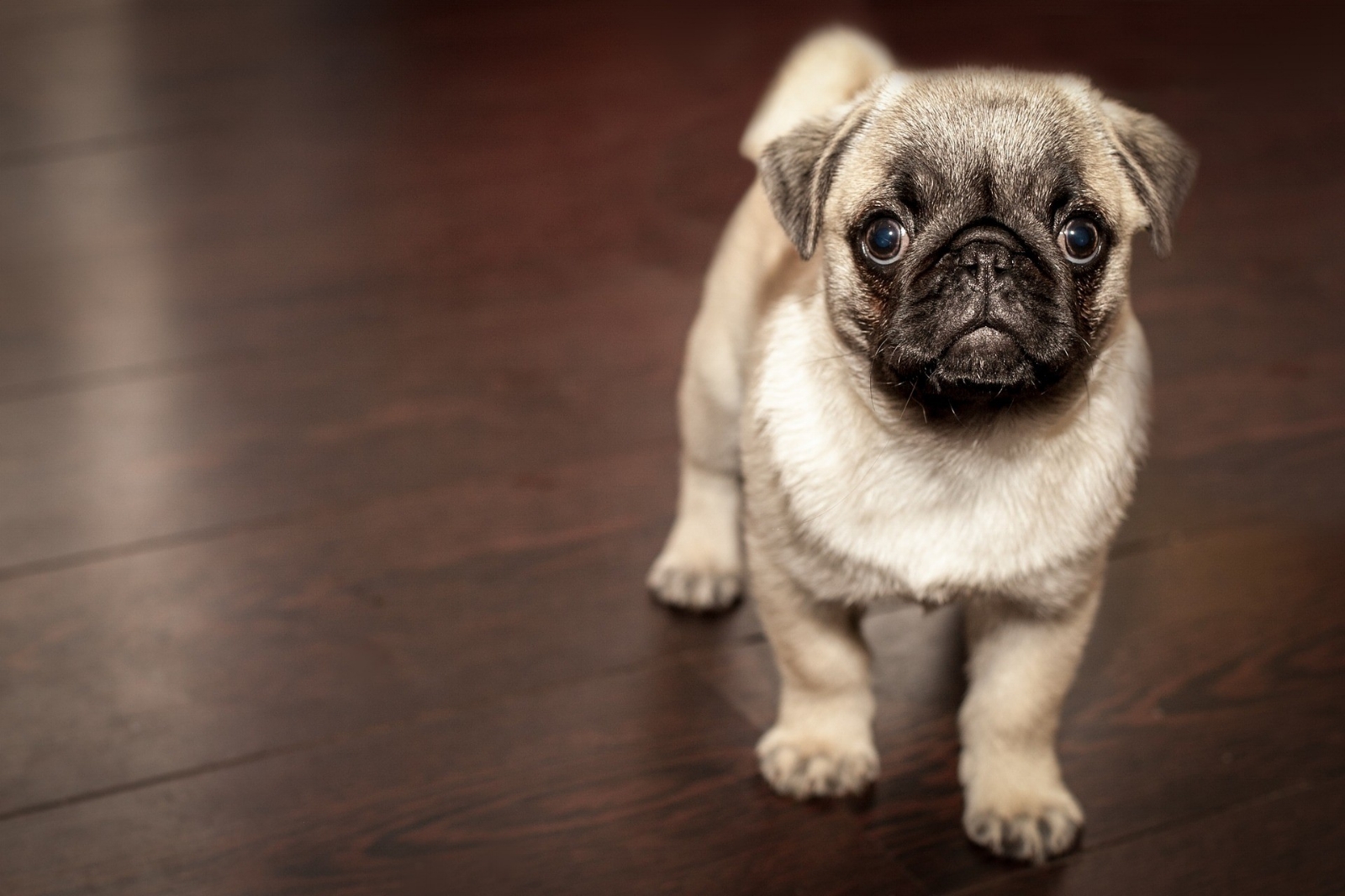 pug puppy.jpg
