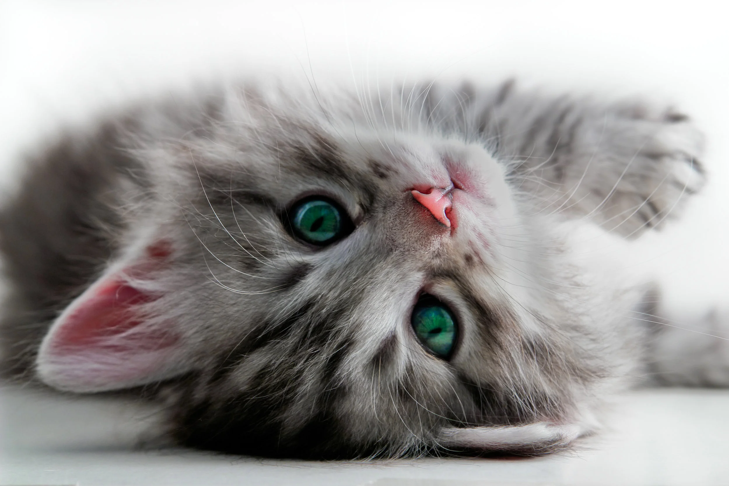 Depositphotos kitty with green eyes.jpg