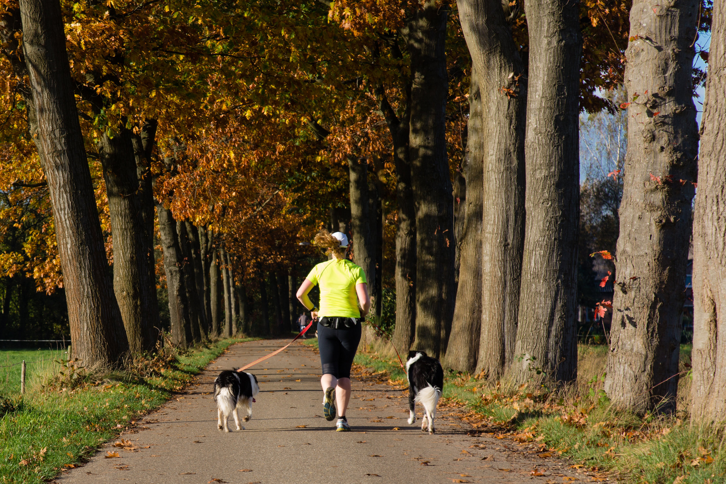 Depositphotos_runner in woods with 2 dogs.jpg
