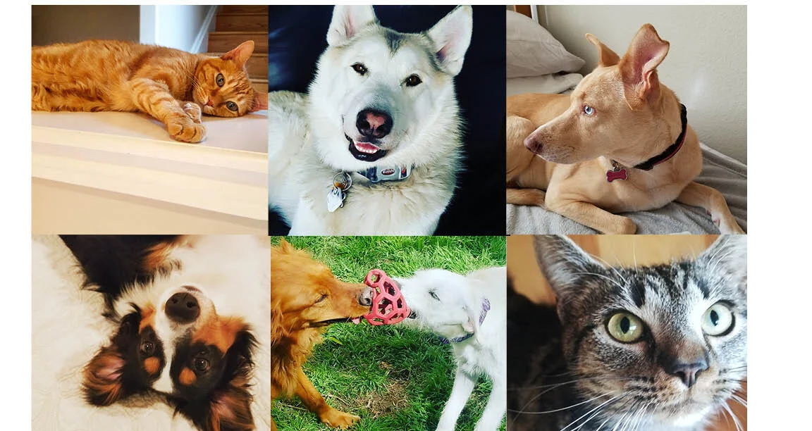 emily's pet care services