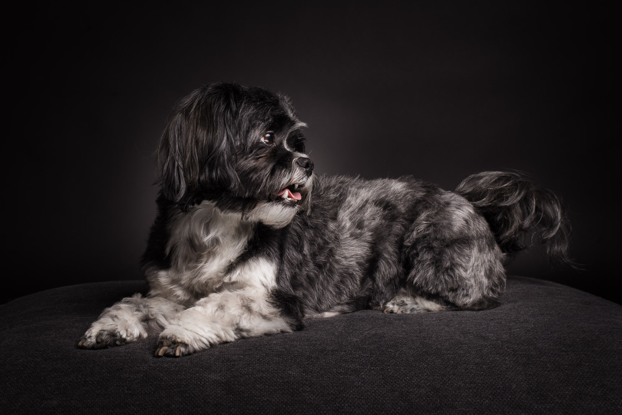 Shooting Kleiner Hund großes Herz · Pfotentick Hundeblog