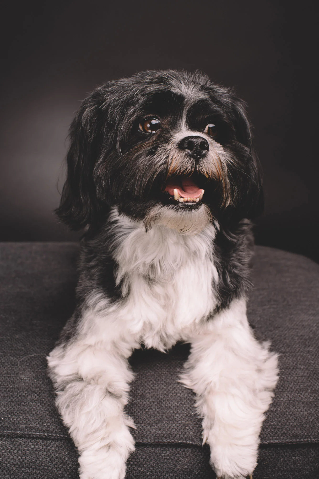 Shooting Kleiner Hund großes Herz · Pfotentick Hundeblog