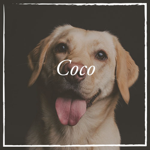 Coco.jpg