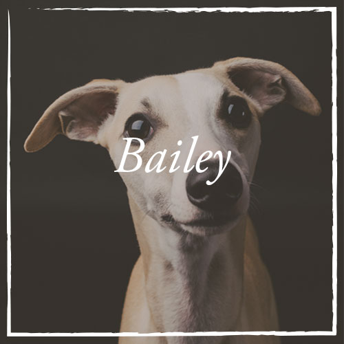 Bailey.jpg