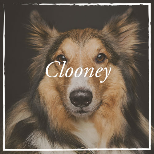 Clooney.jpg