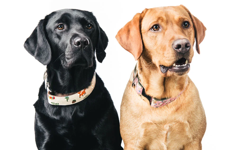 Summer und Finja mit ihren Sets von Hundeklunker
