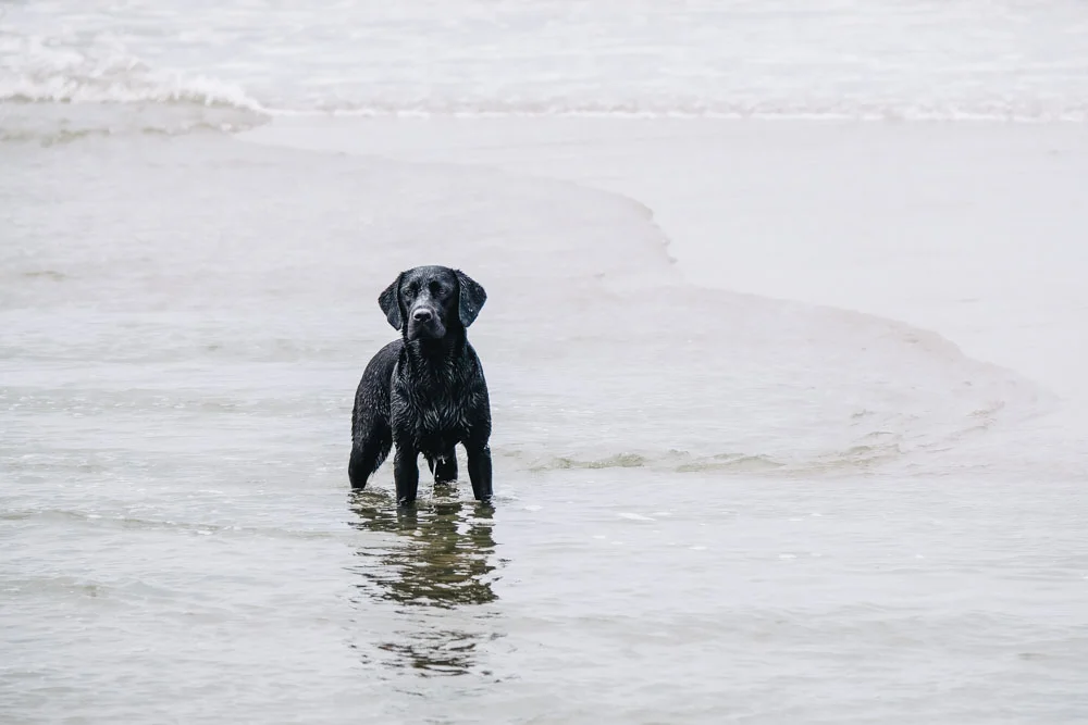 Labrador Summer in der Nordsee