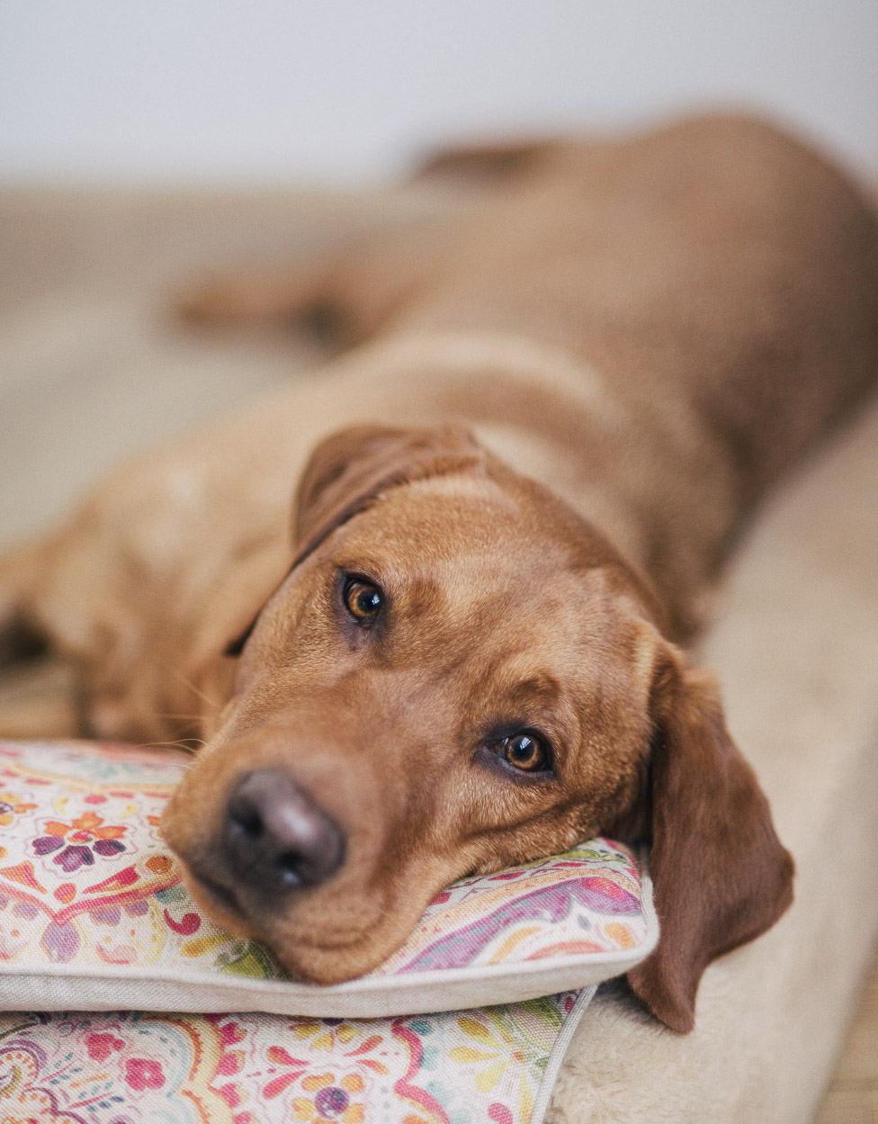 Finja liegt gemütlich auf dem Kissen