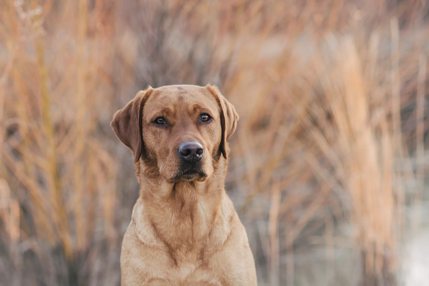Single-Tage in der Mehrhundehaltung. Oder: Warum es gut tut, auch mal allein zu sein