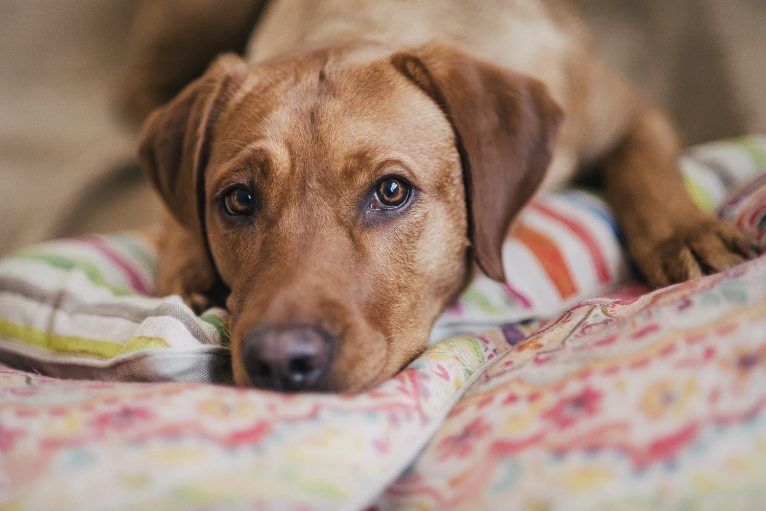 Kissen sind so gemütlich