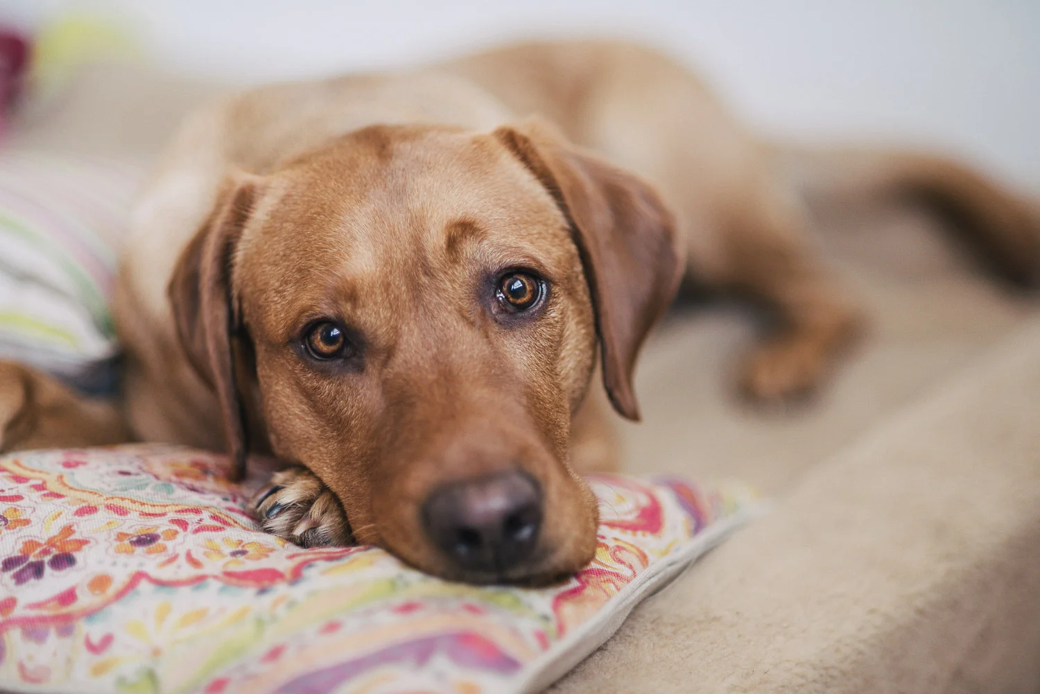 Und Kissen sehen ja auch toll aus im Körbchen