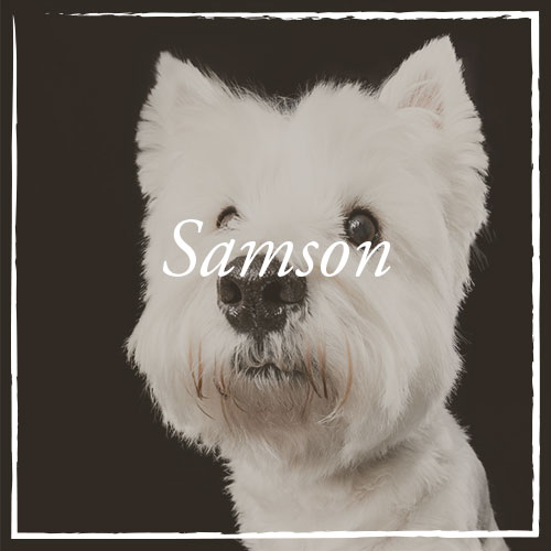 Samson.jpg