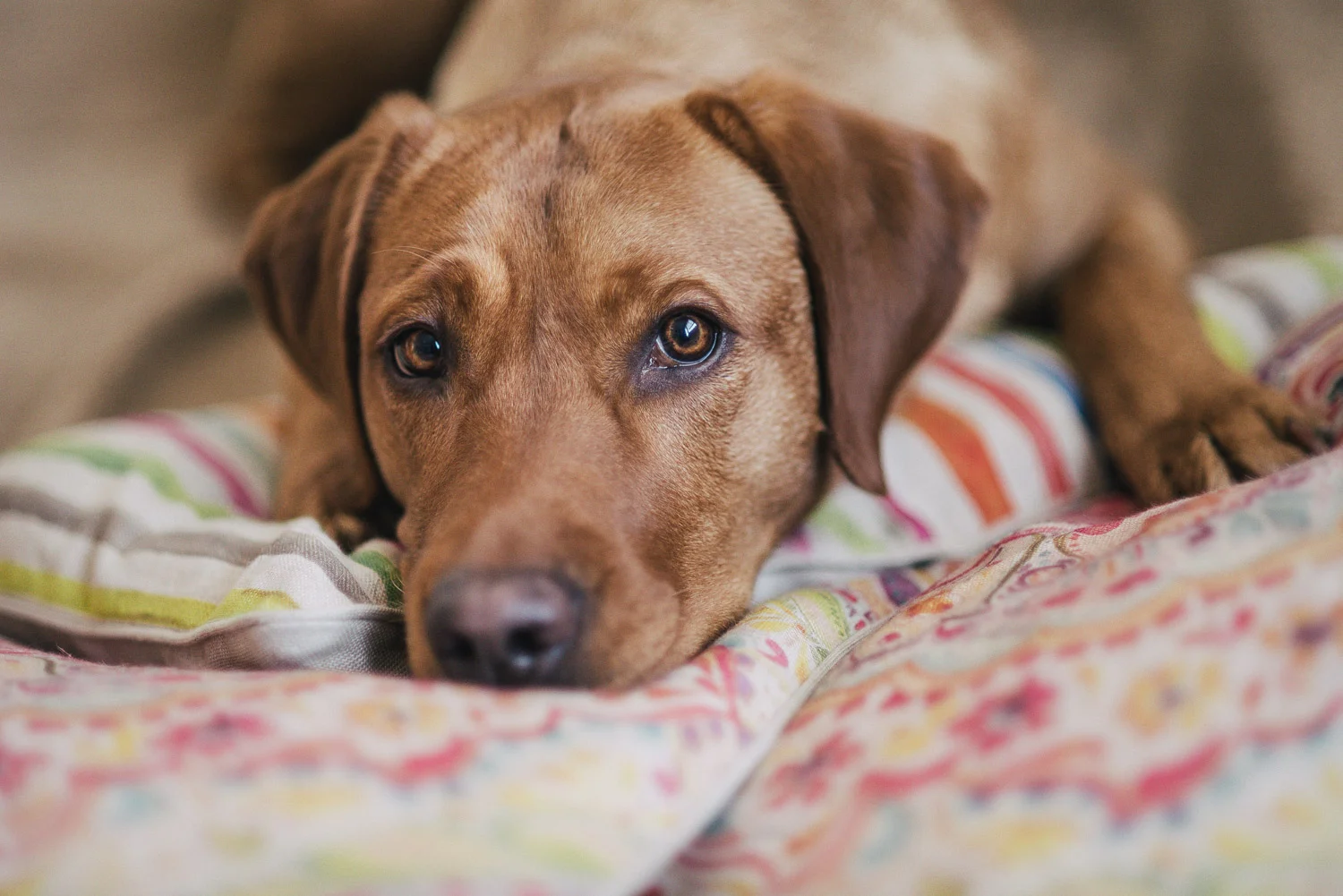 Finja im Kuschelmodus