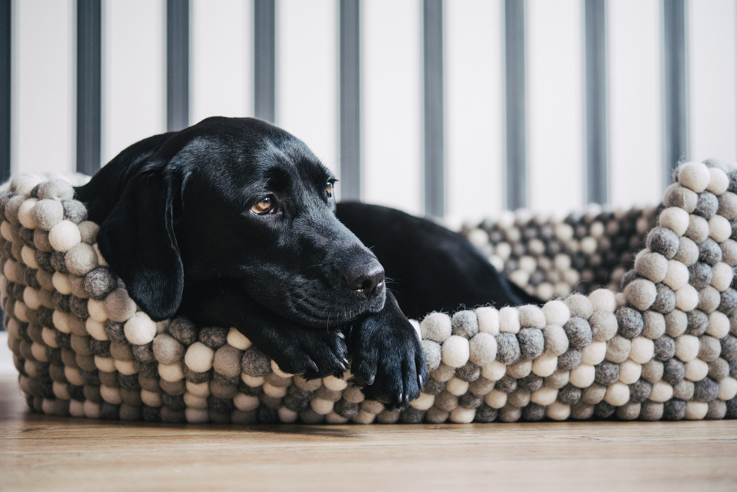 Hundekorb filzkugeln - Die preiswertesten Hundekorb filzkugeln auf einen Blick