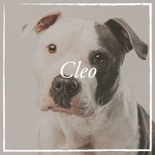 Cleo.png