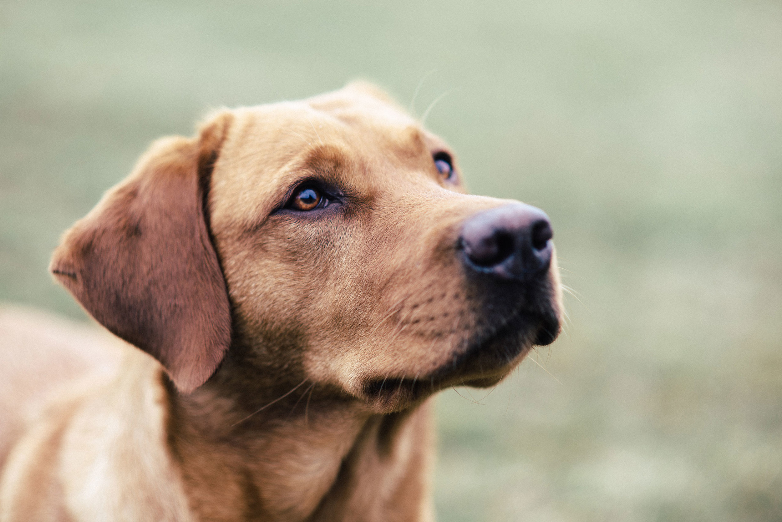 Nur 2 Elemente: Der Hund und der Hintergrund