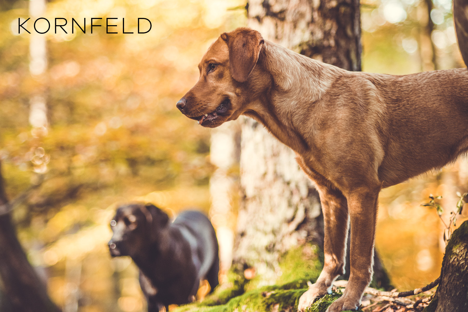 hunde-lightroom-presets3.jpg