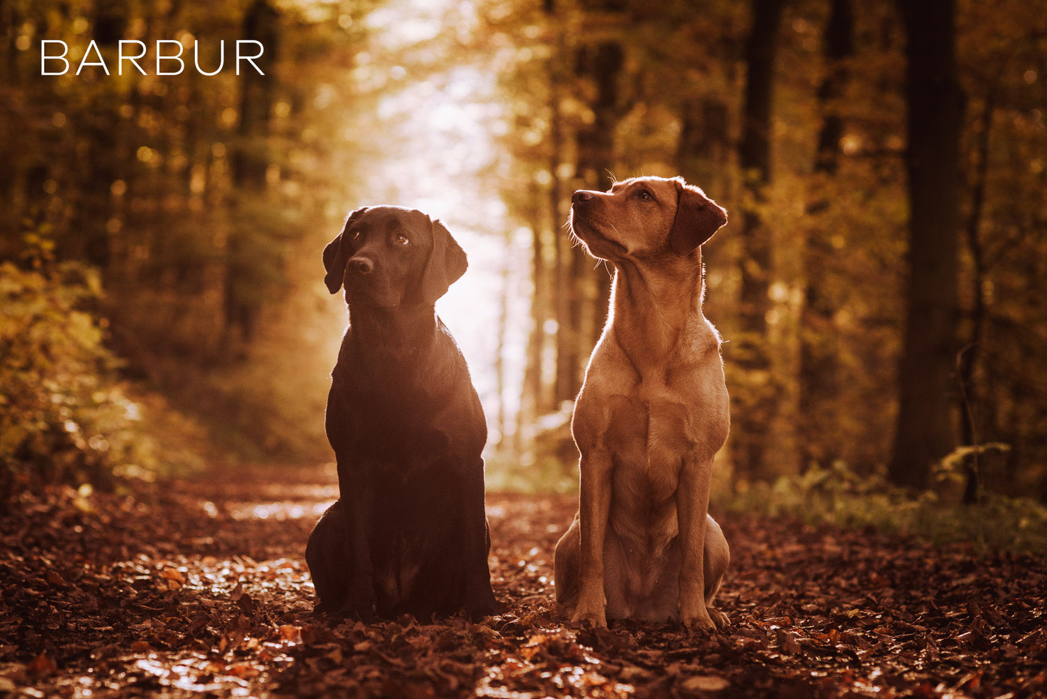 6 Kostenlose Lightroom Presets Fur Die Hundefotografie Pfotentick Hundeblog