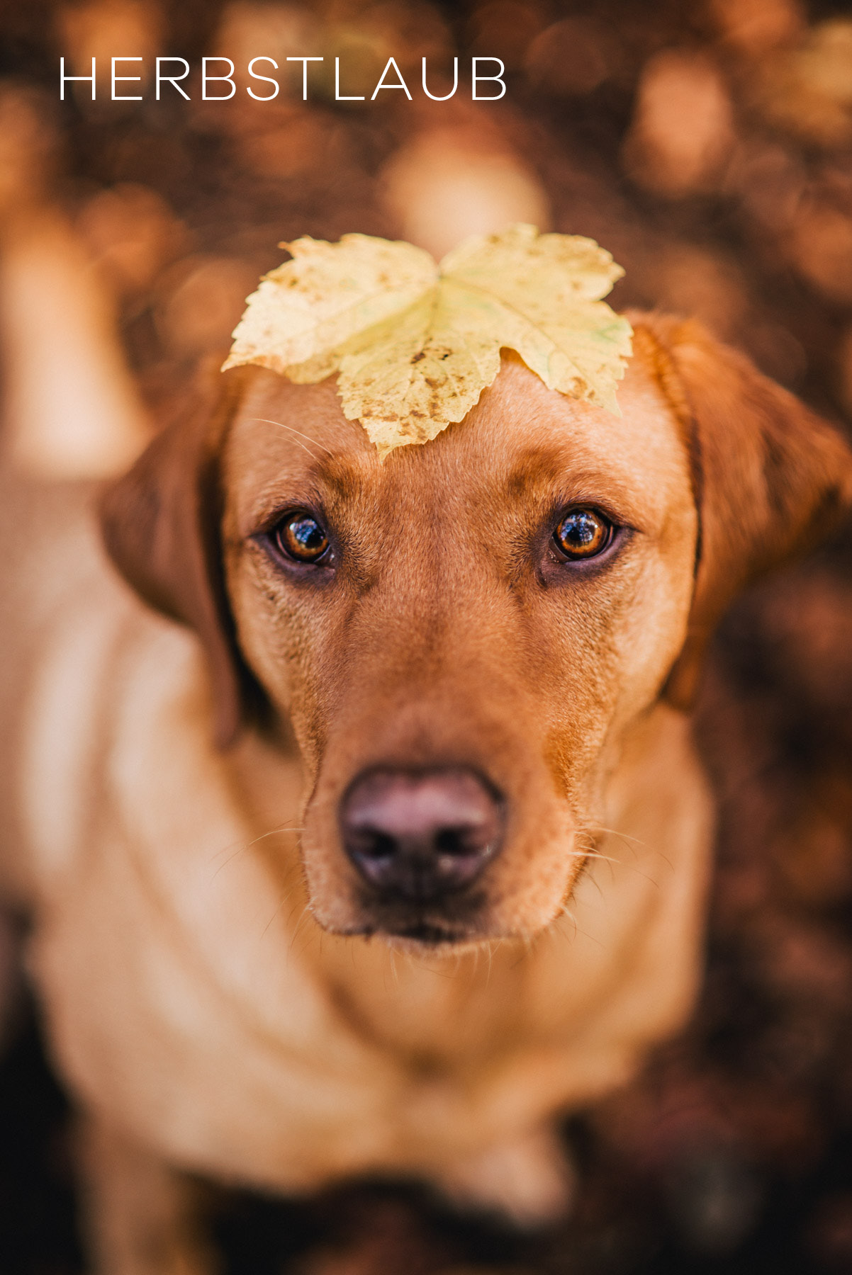 hunde-lightroom-presets5.jpg