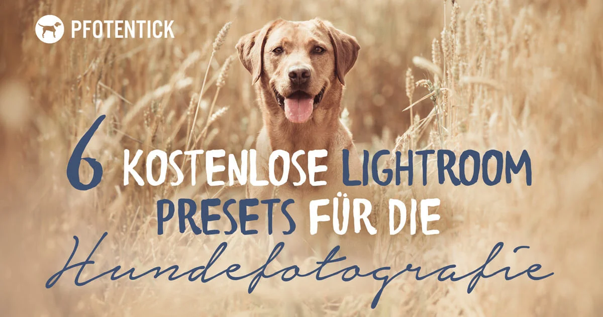 6 kostenlose Lightroom-Presets für die Hundefotografie