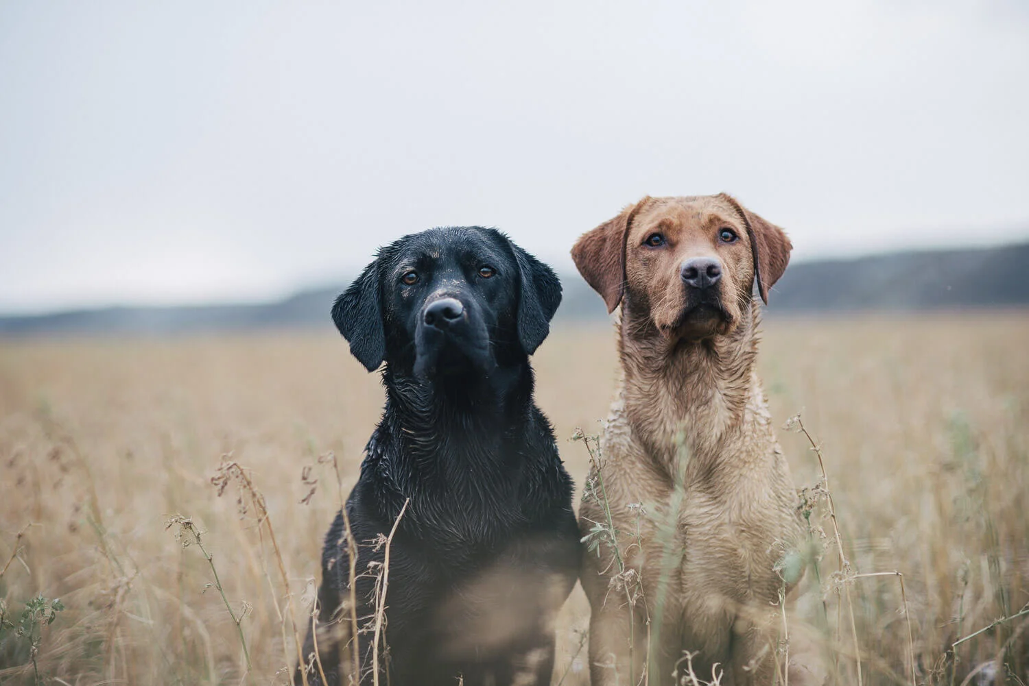Überraschungspaket von Loveoflabradors