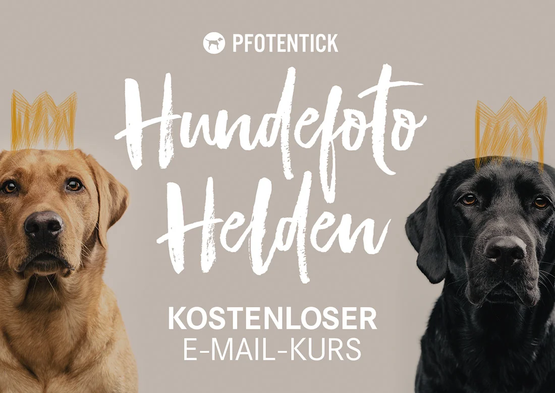 hundefoto-helden-scrollbox.jpg