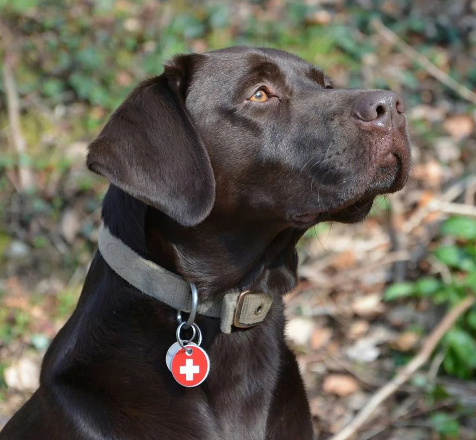 Proud Jake with his new tag