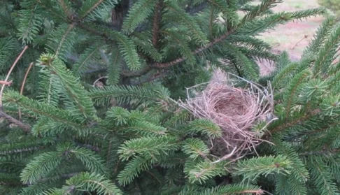 The Empty Christmas Nest