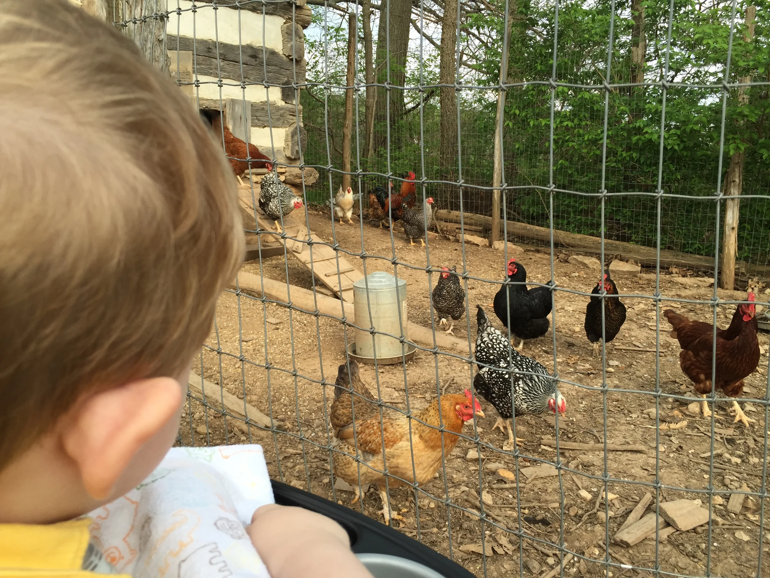 An Evening with Chickens
