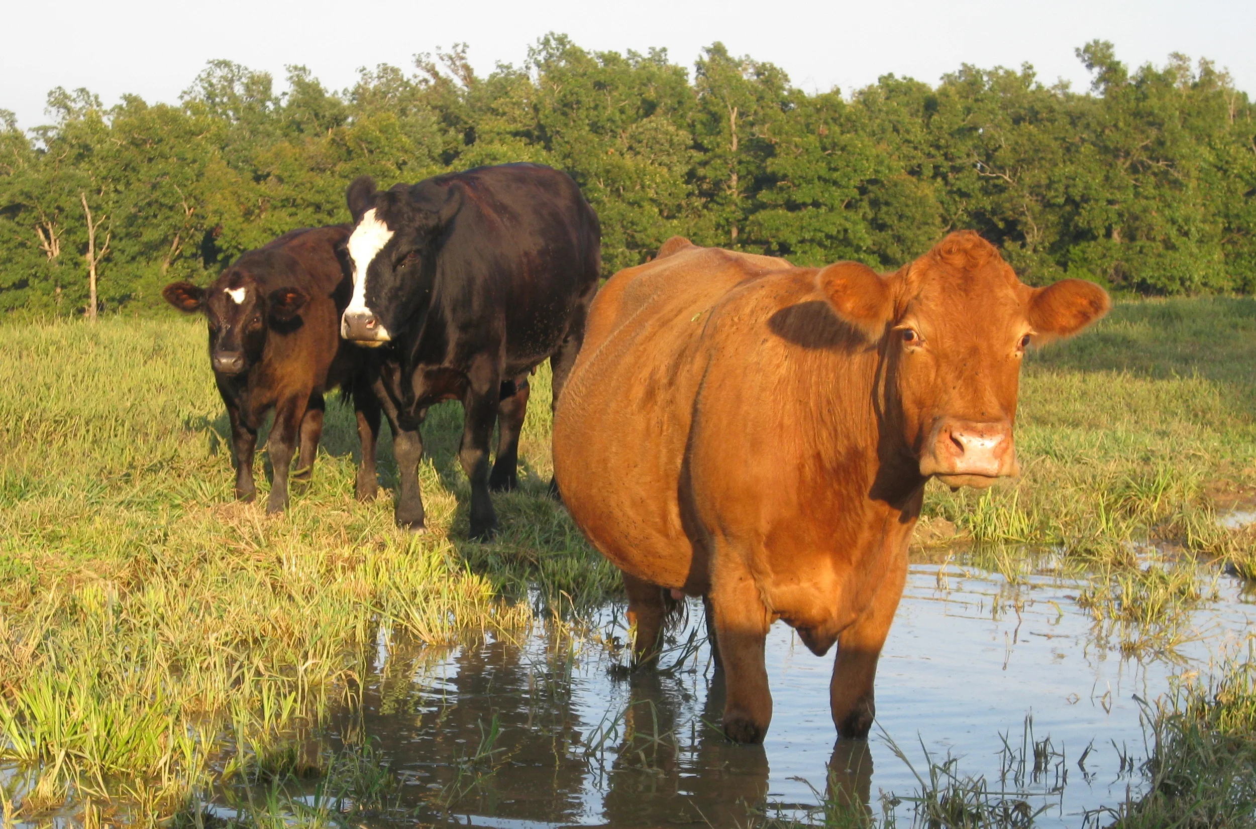 Did You Hear Today's Cattle Report?