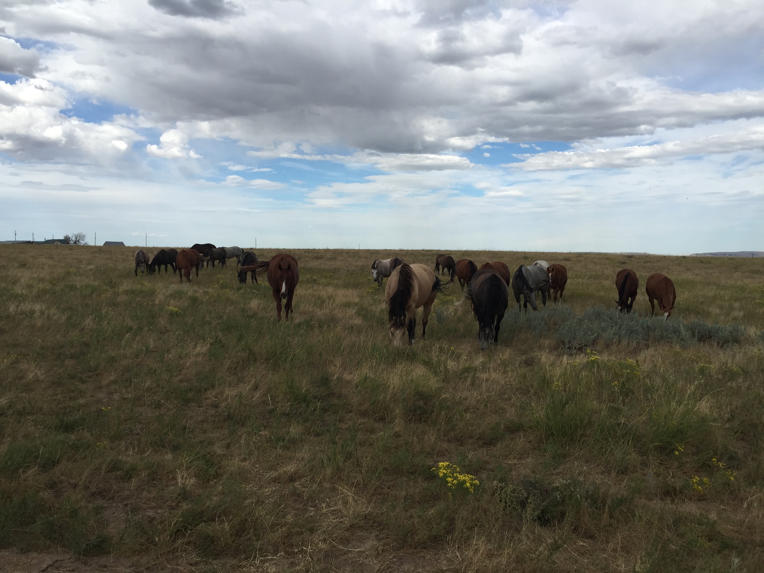 Andrew's string of horses out to pasture. His house and barn in the back left of this photo.