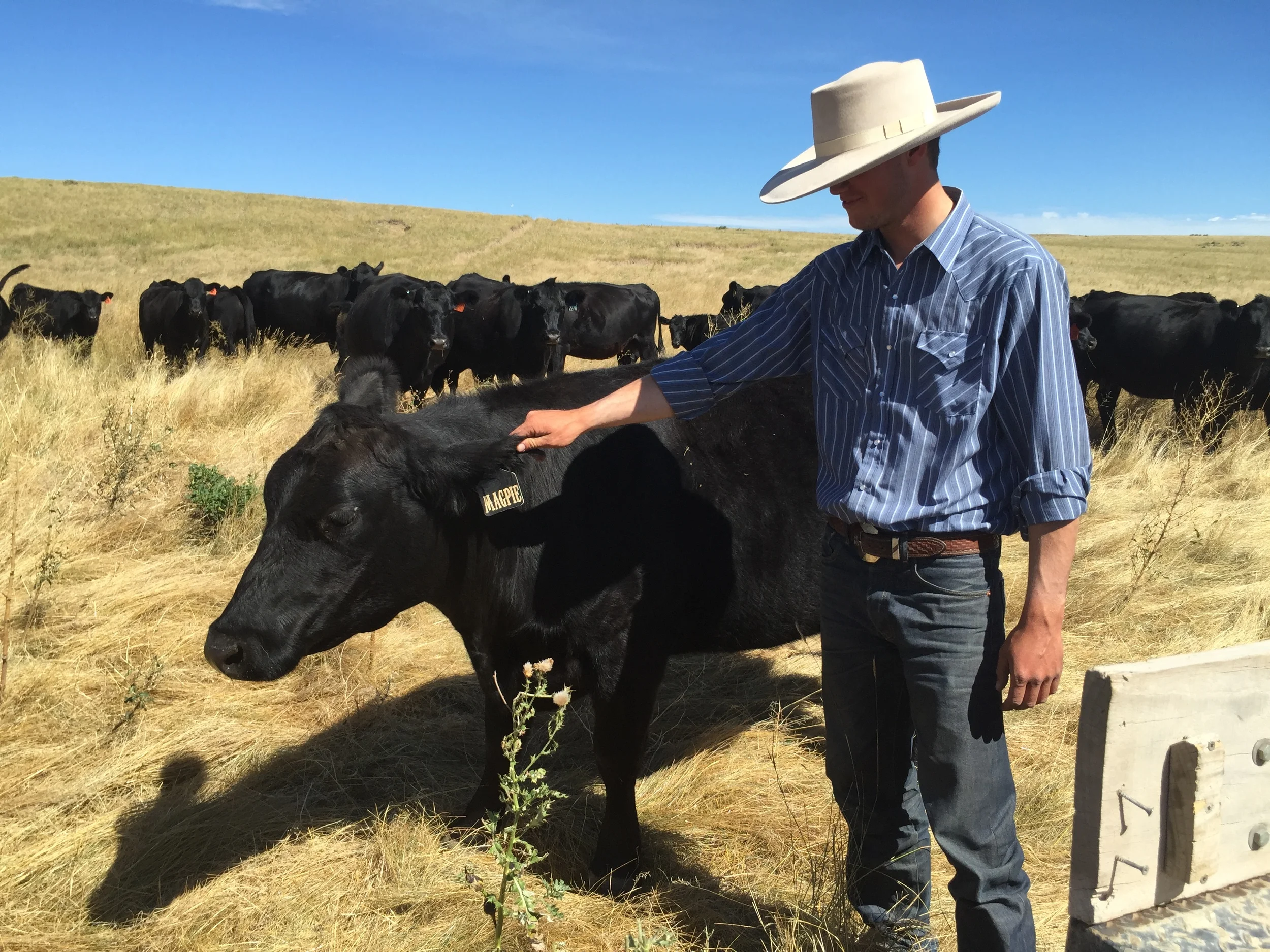 My Cowboy Life: Day One