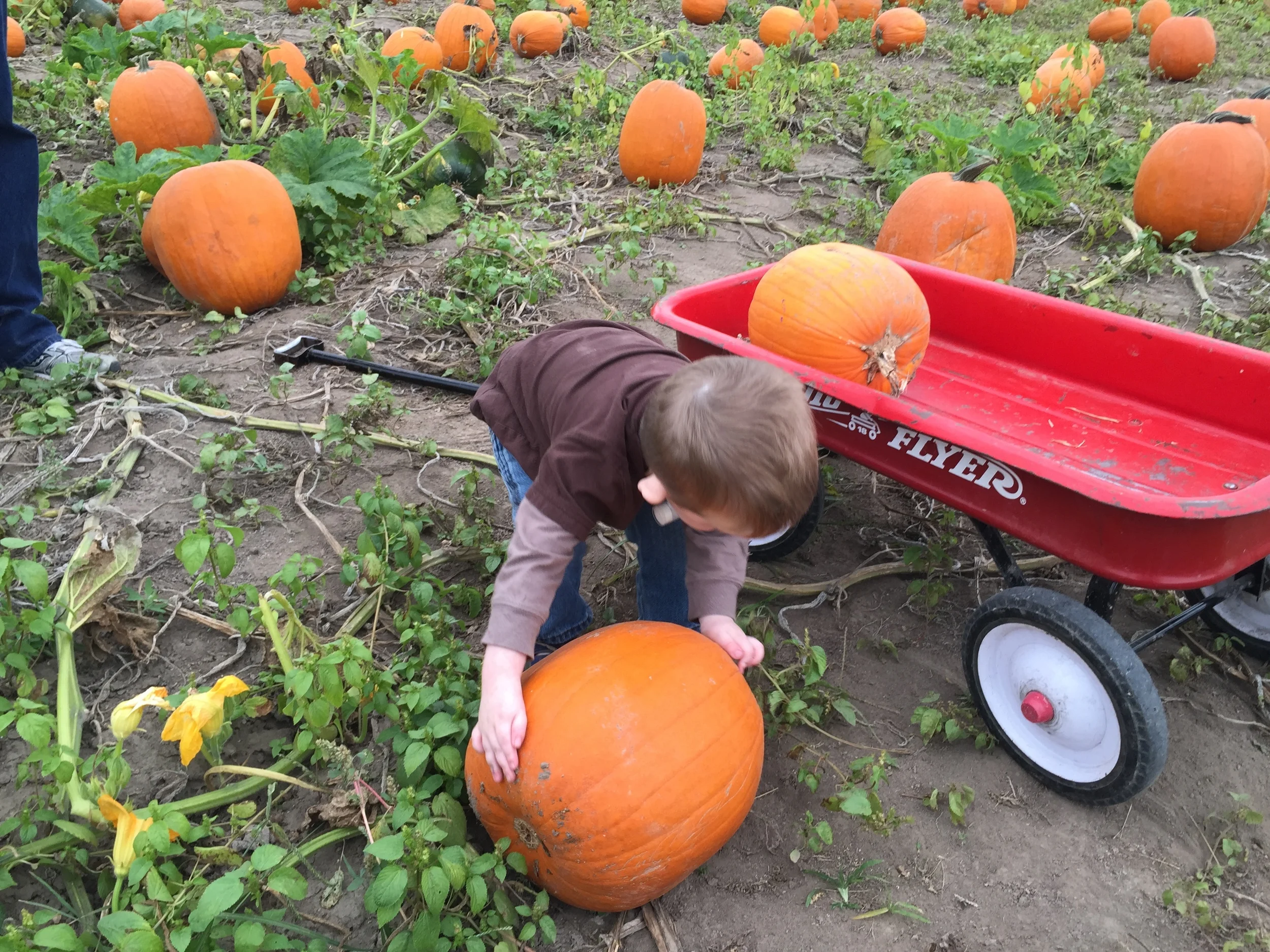 Pumpkin Picking and a Fall Bucket List