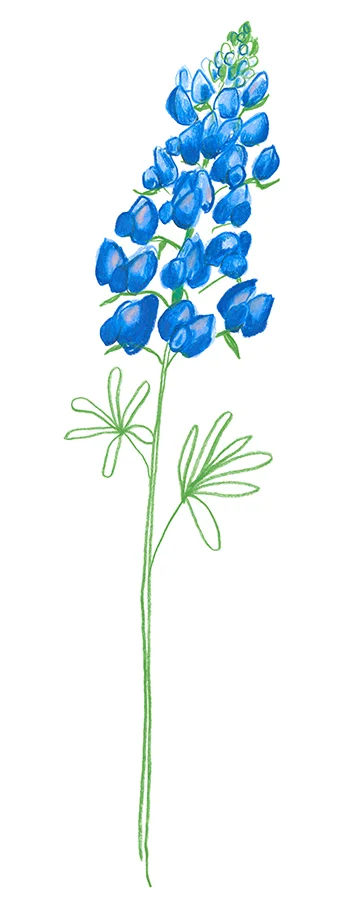 Bluebonnets_1.jpg