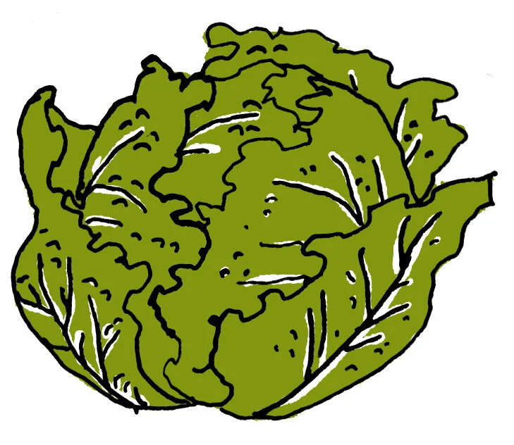 35_Cabbage.jpg