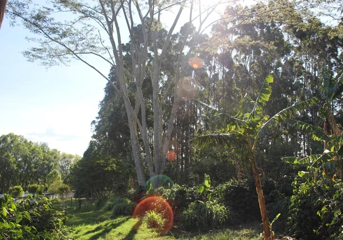 Finca Santuario. Photo courtesy of Intelligentsia Coffee.
